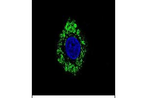 Confocal immunofluorescent analysis of DVL1 Antibody (Center) (ABIN656260 and ABIN2845574) with HepG2 cell followed by Alexa Fluor 488-conjugated goat anti-rabbit lgG (green). (DVL1 antibody  (AA 442-470))