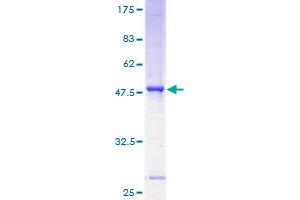 ST8SIA4 Protein (AA 1-168) (GST tag)