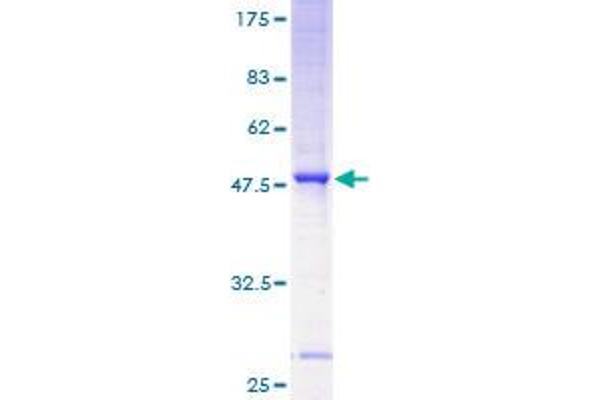 ST8SIA4 Protein (AA 1-168) (GST tag)