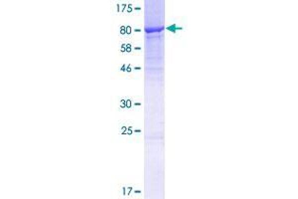 Copine IV Protein (CPNE4) (AA 1-557) (GST tag)