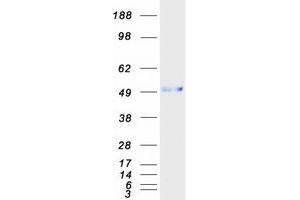 Validation with Western Blot (Cell Adhesion Molecule 4 Protein (CADM4) (Myc-DYKDDDDK Tag))