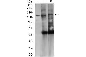 Western Blotting (WB) image for anti-Protein tyrosine Phosphatase, Receptor Type, C (PTPRC) (AA 378-577) antibody (ABIN7193646)