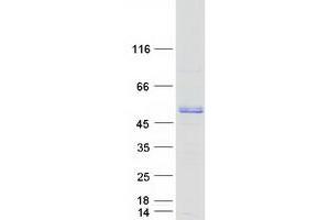 Validation with Western Blot