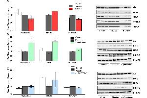 Western blot analysis of P-Akt/Akt ratio, NF-kB and P-NF-kB proteins of rats fed either placebo, (A) B. (NF-kB p65 antibody  (AA 51-100))