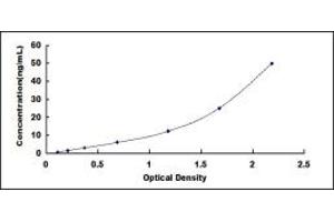 Typical standard curve (LAMB2 ELISA Kit)