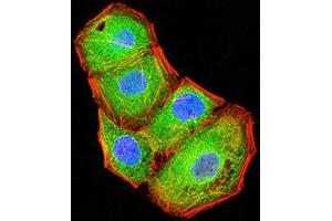 Immunofluorescence analysis of Hela cells using BTN2A2 mouse mAb (green). (BTN2A2 antibody  (AA 57-237))