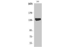 Western Blotting (WB) image for anti-Diacylglycerol Kinase, iota (DGKI) (C-Term) antibody (ABIN3180576) (DGKI antibody  (C-Term))