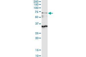Immunoprecipitation of CDC45L transfected lysate using anti-CDC45L MaxPab rabbit polyclonal antibody and Protein A Magnetic Bead , and immunoblotted with CDC45L purified MaxPab mouse polyclonal antibody (B01P) . (CDC45 antibody  (AA 1-566))