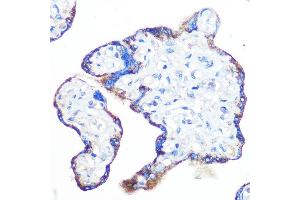 Immunohistochemistry of paraffin-embedded human placenta using Epac1/R Rabbit mAb (ABIN7269850) at dilution of 1:100 (40x lens). (RAPGEF3 antibody)