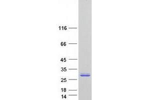 NUDT7 Protein (Transcript Variant 1) (Myc-DYKDDDDK Tag)