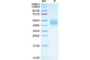 B7-H6 Protein (AA 25-259) (His tag)