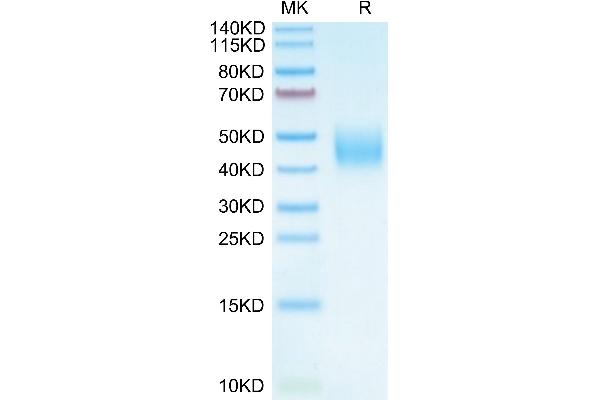 B7-H6 Protein (AA 25-259) (His tag)