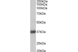 ABIN185543 (0. (GAPDH antibody  (Internal Region))