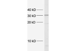 dilution: 1 : 5000, sample: crude synaptosomal fraction of rat brain (P2) (Syntaxin 4 antibody  (Cytoplasmic Domain))