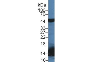 Western Blot; Sample: Mouse Lung lysate; Primary Ab: 2µg/ml Rabbit Anti-Mouse SPD Antibody Second Ab: 0. (SFTPD antibody  (AA 259-374))