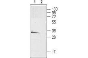 Western blot analysis of rat brain membrane: - 1. (GALR3 antibody  (2nd Extracellular Loop))