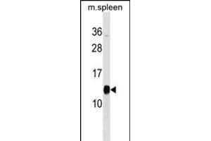 PFDN1 Antibody (C-term) (ABIN1537628 and ABIN2849009) western blot analysis in mouse spleen tissue lysates (35 μg/lane).