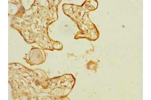 Immunohistochemistry of paraffin-embedded human placenta tissue using ABIN7162305 at dilution of 1:100 (SLC6A16 antibody  (AA 1-138))