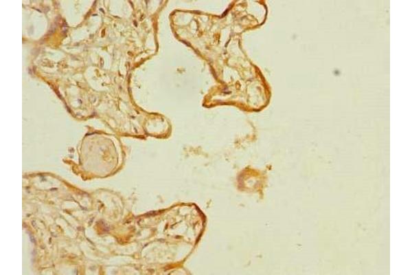 SLC6A16 antibody  (AA 1-138)