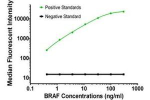 Luminex Assay (LMNX) image for anti-B-Raf proto-oncogene, serine/threonine kinase (BRAF) antibody (ABIN2715099)