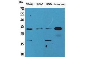 Western Blotting (WB) image for anti-Fibroblast Growth Factor 18 (FGF18) (C-Term) antibody (ABIN3187720) (FGF18 antibody  (C-Term))