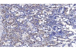 Detection of ERLIN2 in Human Small intestine Tissue using Monoclonal Antibody to Endoplasmic Reticulum Lipid Raft Associated Protein 2 (ERLIN2) (ERLIN2 antibody  (AA 47-339))