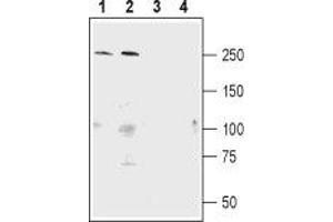 Western blot analysis of mouse (lanes 1 and 3) and rat (lanes 2 and 4) brain lysate: - 1,2. (SHANK1 antibody  (Intracellular))