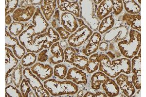 ABIN6278884 at 1/100 staining Mouse kidney tissue by IHC-P. (IFNA5 antibody)