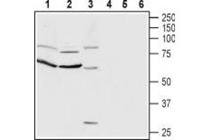 Western blot analysis of rat brain (lanes 1 and 4), rat cortex (lanes 2 and 5) and mouse brain (lanes 3 and 6) lysates: - 1-3. (CNTF Receptor alpha antibody  (Extracellular))