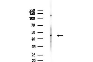 anti-Translocase of Inner Mitochondrial Membrane 44 (TIMM44) (N-Term) antibody