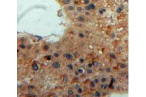 IHC-P analysis of Liver tissue, with DAB staining. (Lipase A antibody  (AA 32-358))