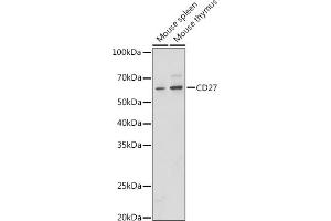 Western blot analysis of extracts of various cell lines, using CD27 antibody (ABIN3022680, ABIN3022681, ABIN3022682 and ABIN6219092) at 1:1000 dilution. (CD27 antibody  (AA 20-191))