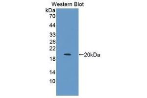 Detection of Recombinant IL1b, Canine using Monoclonal Antibody to Interleukin 1 Beta (IL1b) (IL-1 beta antibody  (AA 103-260))