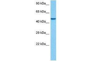 Host:  Mouse  Target Name:  EEF1A1  Sample Tissue:  Mouse Pancreas  Antibody Dilution:  1ug/ml (eEF1A1 antibody  (C-Term))