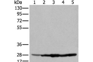 Western blot analysis of 293T cell Hela cell A549 cell using ECI1 Polyclonal Antibody at dilution of 1:350