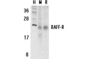 Western blot analysis of BAFF Receptor in human (H), mouse (M), and rat (R) spleen tissue lysates with AP30116PU-N BAFF Receptor antibody at 5 μg/ml. (TNFRSF13C antibody  (C-Term))