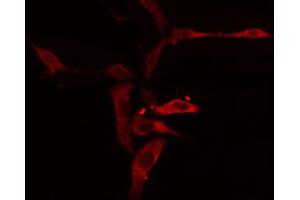 ABIN6274856 staining A549 cells by IF/ICC. (APOL1 antibody  (C-Term))