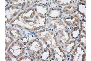 Immunohistochemical staining of paraffin-embedded Human Kidney tissue using anti-SNX9 mouse monoclonal antibody.