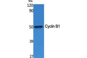 Western Blot (WB) analysis of specific cells using Cyclin B1 Polyclonal Antibody. (Cyclin B1 antibody  (Ser126))