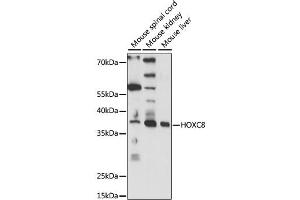 Western blot analysis of extracts of various cell lines, using HOXC8 antibody (ABIN6291156) at 1:1000 dilution. (HOXC8 antibody)
