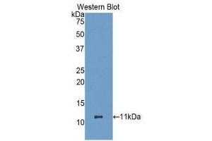 Western Blotting (WB) image for anti-Heat Shock 70kDa Protein 8 (HSPA8) (AA 534-615) antibody (ABIN1078119) (Hsc70 antibody  (AA 534-615))