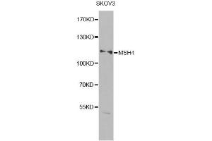 Western blot analysis of extracts of SKOV3 cells, using MSH4 antibody (ABIN6290600) at 1:1000 dilution. (MSH4 antibody)