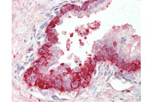 Anti-BID antibody IHC staining of human prostate. (BID antibody  (AA 230-241))