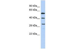 WB Suggested Anti-C1QTNF7 Antibody Titration: 0. (CTRP7 antibody  (Middle Region))