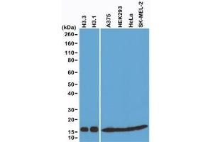 Western blot of recombinant Histone H3. (Recombinant Histone 3 antibody  (C-Term, pan))