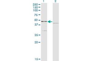 Western Blot analysis of COQ3 expression in transfected 293T cell line by COQ3 monoclonal antibody (M01), clone 6D5. (COQ3 antibody  (AA 273-369))