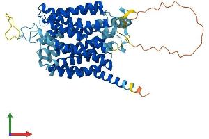 AlphaFold protein structure predicition of Human Recombinant SLC37A2 Protein, UniprotID Q8TED4 (SLC37A2 Protein (AA 1-501) (His tag))
