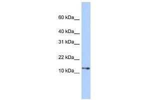 GNGT2 antibody used at 1 ug/ml to detect target protein. (GNGT2 antibody  (Middle Region))