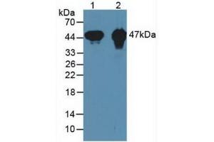 Western blot analysis of (1) Mouse Heart Tissue and (2) Rat Heart Tissue. (CKMT1A antibody  (AA 41-250))