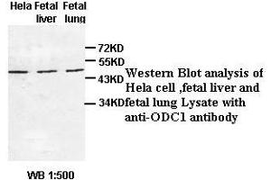 Image no. 1 for anti-Ornithine Decarboxylase 1 (ODC1) antibody (ABIN791157) (ODC1 antibody)